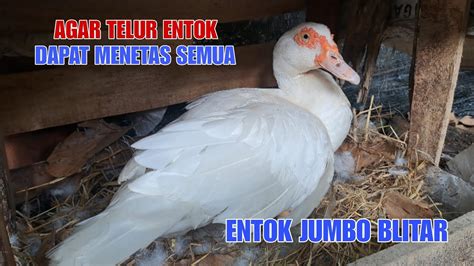 Telur entok menetas berapa hari  Faktor Penting yang Mempengaruhi Menetasnya Telur Entok