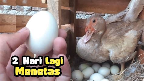 Telur entok menetas berapa hari 