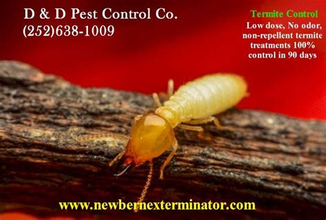 Termite control new bern nc  Home Free Inspection; 01 Details