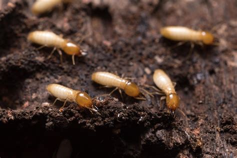 Termite control northern beaches  There’s two main strategies conducted for termite control: first is the total eradication of the colony with baiting, and the other is with chemical treatments to make