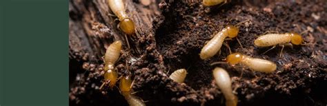 Termite treatment bardstown ky com KY contains extensive information about destructive
