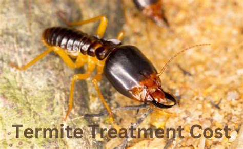 Termite treatment cost sydney  Close to 150,000 homes in Australia suffer serious infestations annually, with the average termite treatment cost added with the resulting damage tipping the scales at multiple thousands of dollars – costing the hard-working people of Australia over a billion dollars each year