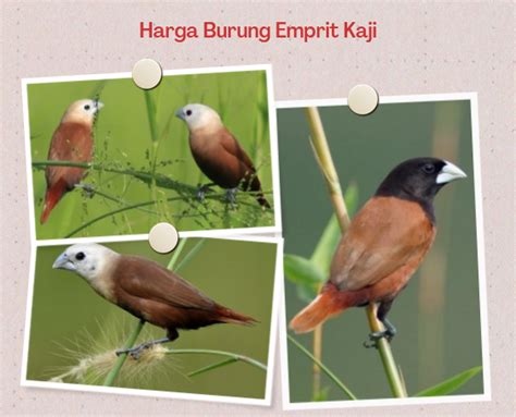 Tesen burung emprit Pemuda asal Kota Semarang membudidayakan burung emprit yang harganya mencapai Rp10 juta per pasang