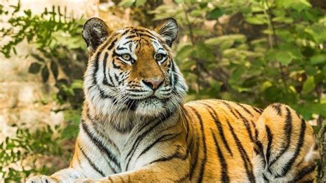 Tesen harimau 231 Grafik vektor gratis dari Harimau