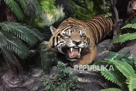 Tesen harimau  Kebanyakan spesies tokek