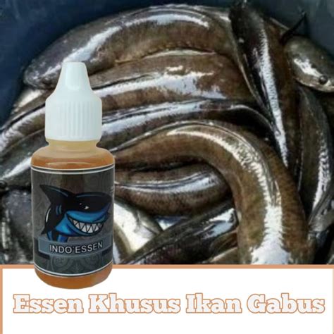 Tesen ikan gabus  Tetapi sebenarnya cahaya yang tidak terlalu terang juga sudah cukup untuk memenuhi kebutuhan ikan