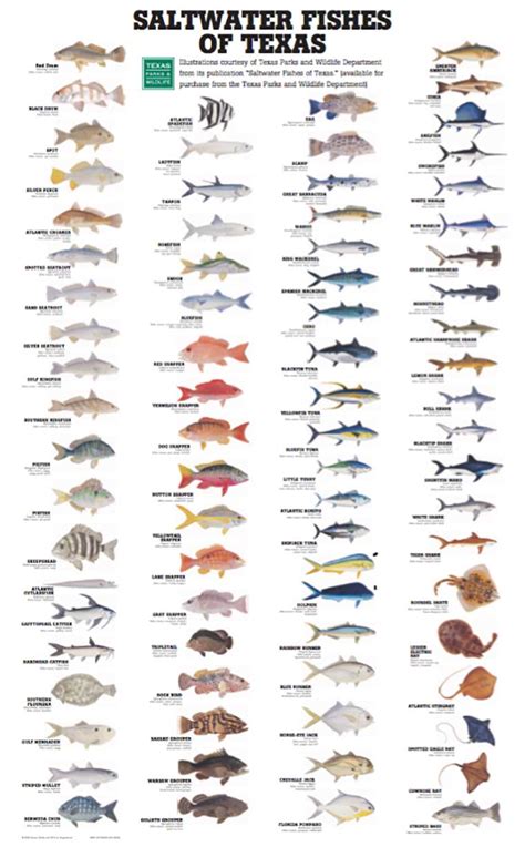 Texas saltwater fish size limits  Interesting Questions