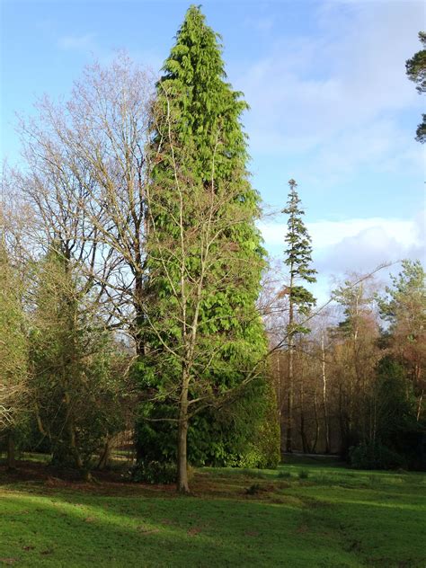 The Potential for the Natural Regeneration of Conifers in Britain