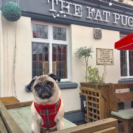 The fat pug leamington parking  Leamington Spa Tourism Leamington Spa Hotels Leamington Spa Bed and Breakfast Leamington Spa Holiday Rentals Flights to Leamington SpaThe Fat Pug: Sunday Lunch - a Food place recommended by Staff at The Falstaff Hotel around the corner ! - See 295 traveller reviews, 51 candid photos, and great deals for Leamington Spa, UK, at Tripadvisor