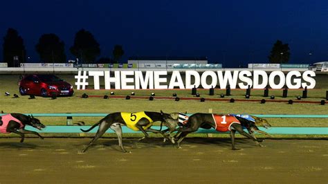 The meadows greyhounds results  Latest News