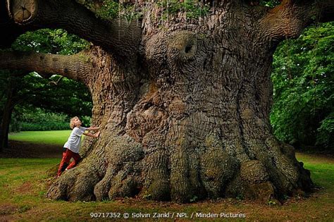 The old oak umsonst  [