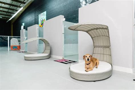 The pawsh palace franklin photos A play area is seen at Pawsh Palace, a luxury dog day care near the Strip, Tuesday, March 5, 2019