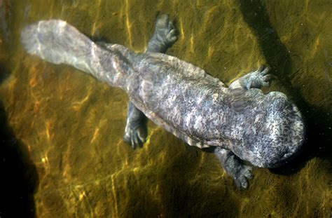The salamander 2021 ok ru  Both species occupy longleaf pine-slash pine flatwoods in the lower southeastern coastal plain