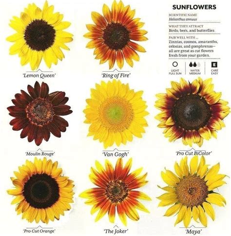 The sunflower sparknotes 24