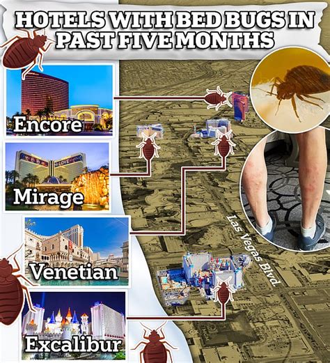 The venetian las vegas bed bugs  An inspection three days later discovered the insects