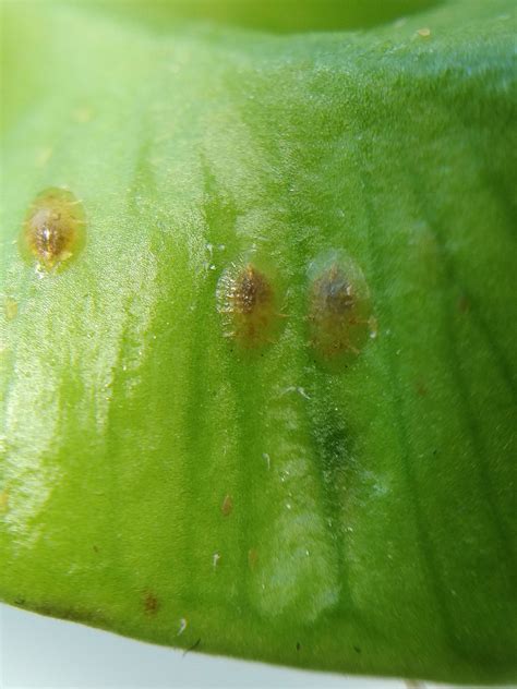 This egg is covered in tiny golden scales  2007; Hou et al