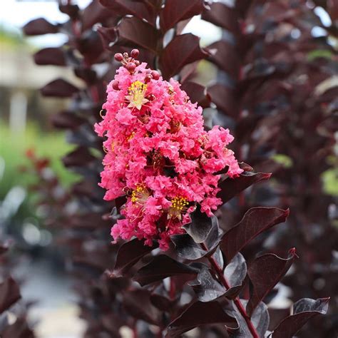 Thunderstruck coral boom crape myrtle  Use as hedge