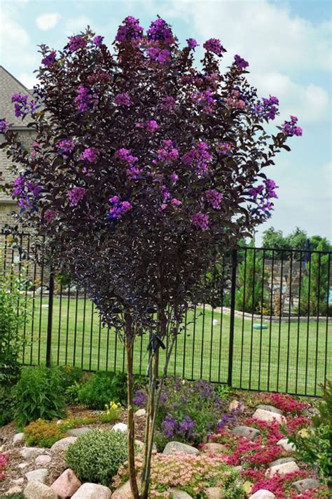 Thunderstruck lavender blast crape myrtle Crape Myrtles are stunning flowering trees or shrubs with a long blooming season that typically lasts from summer to fall