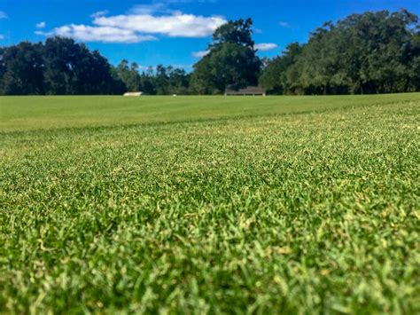 Tifgrand A: The University of Georgia developed TifGrand bermudagrass, which produces healthy turf in areas with less than half the light this grass normally requires