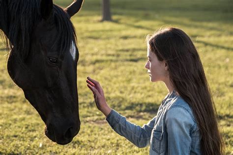 Tinyzone black beauty (2020)  Born free in the American West, Black Beauty is a horse rounded up and brought to Birtwick Stables, where she meets spirited teenager Jo Green