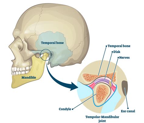 Tmj handout pdf Physical Therapy Department Exercise Program for Pain and Dysfunction in the Head, Neck and Temporomandibular Joint OBJECTIVES: The objectives of this home self