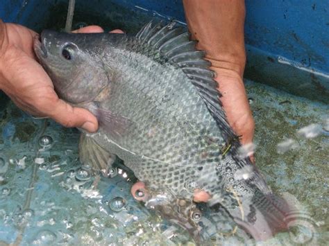 Togel ikan betok  Sedangkan untukWadi Ikan Betok Iwak Wadi Papuyu Khas Kalimantan 1000 Gram