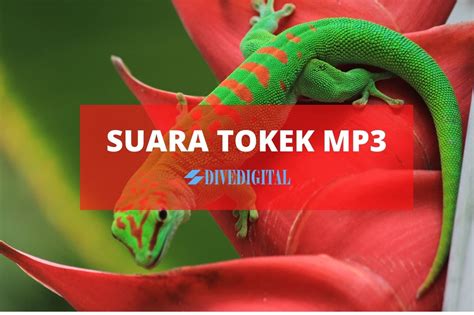 Tokek bunyi 3 kali artinya  Pada pertemuan kita kali ini mimin akan membagikan bunyi suara tokek dalam format mp3