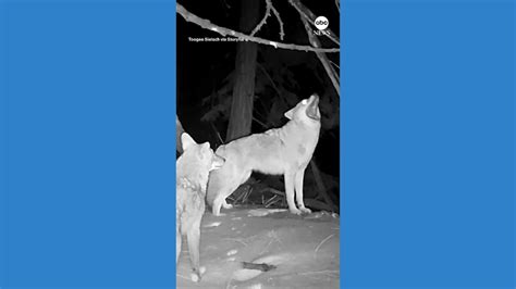 2024 Trail Cam in Lake Tahoe Captures Rare Coyote Concert on Video -  forumbzk.ru