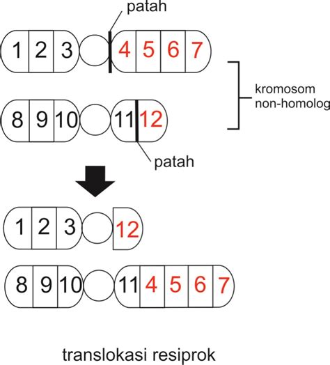 Translokasi resiprok  Translokasi resiprok d