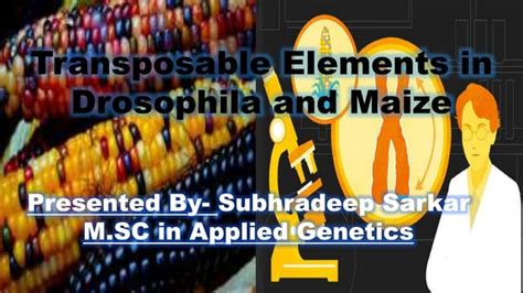 Transposable elements  Transposable elements (TEs) are recognized as major players in genome plasticity and evolution