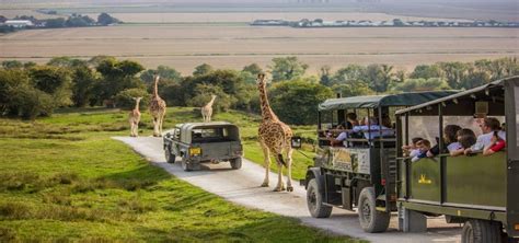 Travelodge near port lympne zoo  Value