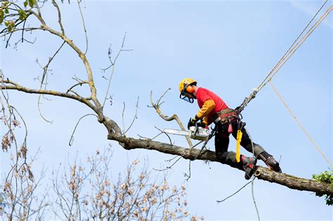 Tree trimming hawksburn  Can work up to the value of $10,000 in Victoria, otherwise licence is required