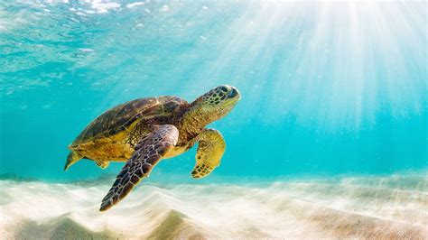 Trendy turtle green turtle bay  [ 4] Its range extends throughout tropical and subtropical seas around the world, with two distinct populations in the Atlantic and