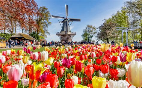 Tulip escorted tour amsterdam  $667