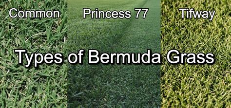 Types of bermuda grass pictures  Graze close or burn off old grass