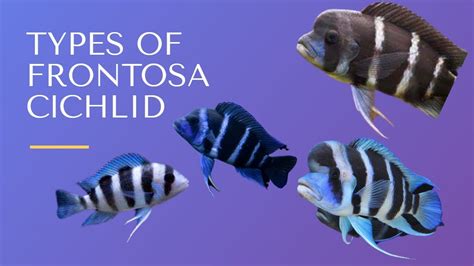 Types of frontosa 1