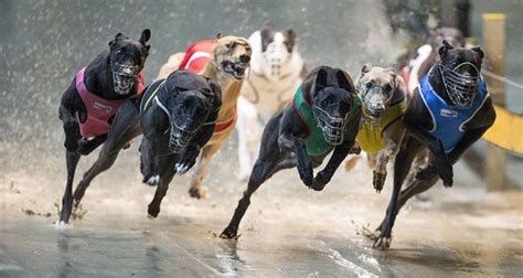 Uk dog racing results com