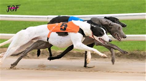 Uk fast greyhound results  Also find out all the race results today, including tab racing and racing Australia, UK, New Zealand, Hongkong, and many more countries