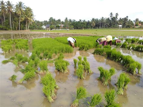 Ular pohon pisang  4