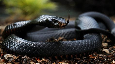Ular warna orange hitam  Apalagi, efek gigitan ular weling ini tidak main-main, karena bisa merenggut nyawa korbannya