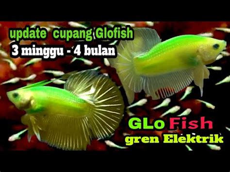 Umur ikan cupang 1 bulan  Jika ikan cupang memiliki genetika yang buruk, burayak bisa