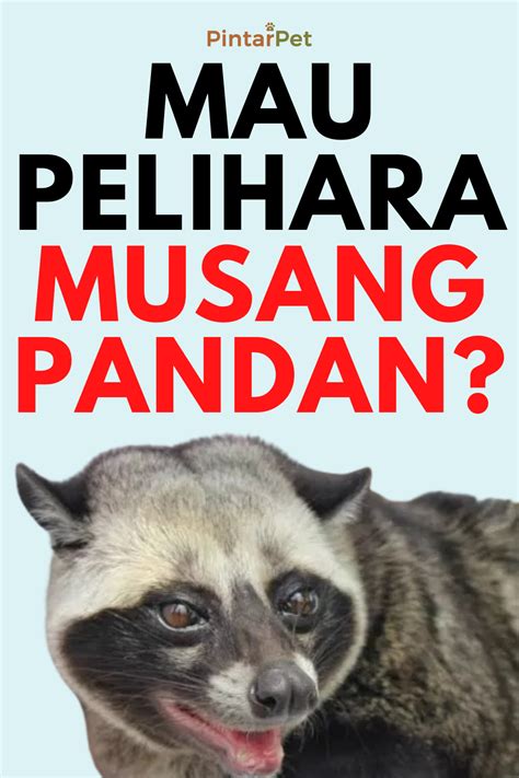 Umur musang pandan  13 February 2022