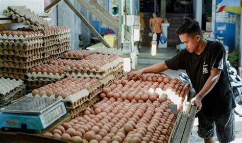 Usaha agen telur Daftar perusahaan, toko, supplier, agen, distributor Telur Bebek untuk wilayah Jawa Barat terlengkap dan terupdate Desember 2023