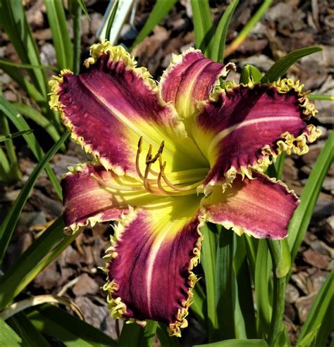 Vampire fish daylily  We have 16 Tet