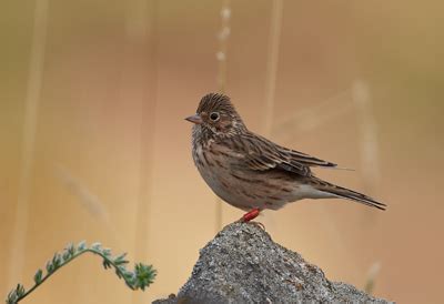 Vesper sparrow video premier  This is more obvious when the bird is in flight