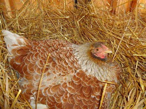 Vintage story broody hen Hello, I will be telling you 3 steps to make a hen go broody