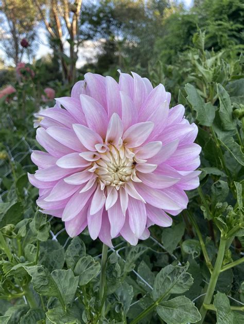 Violet grange flower farm Dahlia Hills Farm (SA): South Australian Dahlia Hills Farm offers a large range of around 80 dahlias varieties in many beautiful colours and across all sizes, including the sought after Kotara variety
