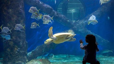 Virginia aquarium promo code  Travel