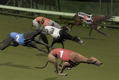 Virtual dog racing  Tennis Bolender adopted his greyhound, "Arkie Bear," last year after he and his daughter watched the dog throughout his racing career