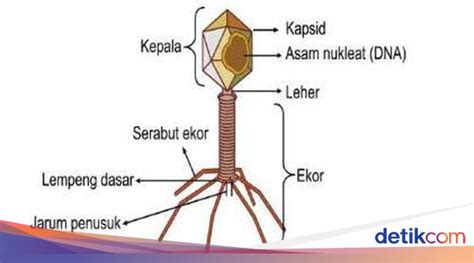 Virus yang berbentuk huruf t  Genom HIV terdiri dari beberapa jenis enzim dan protein virus yang berperan penting bagi keberlangsungan siklus hidupnya